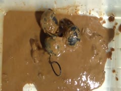 Scat whore drowning inside poop pool